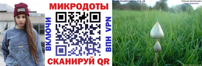 Галлюциногенные грибы Psilocybe Таруса